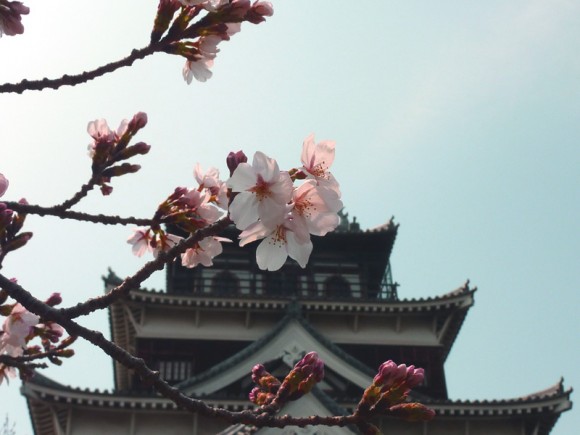 広島城と桜