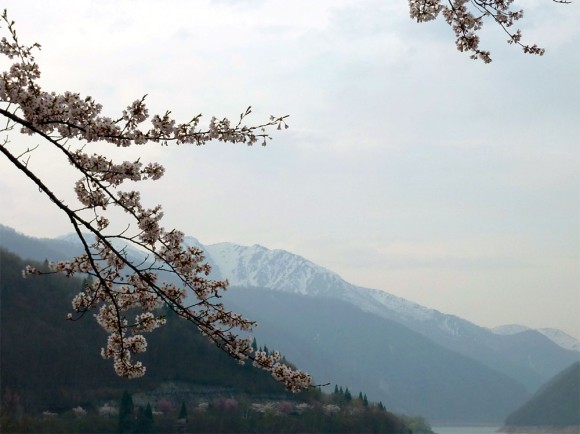 白川郷　桜と雪山